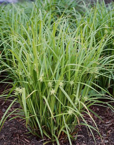 Carex  "Sedge Gray´s"