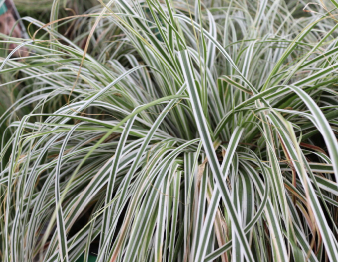 Carex ´Everest´