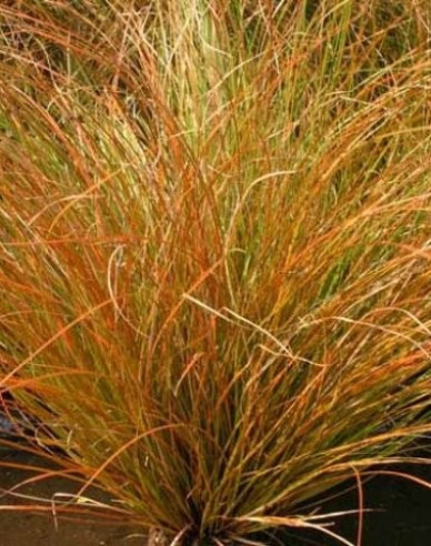 Carex ´Prairie Fire´