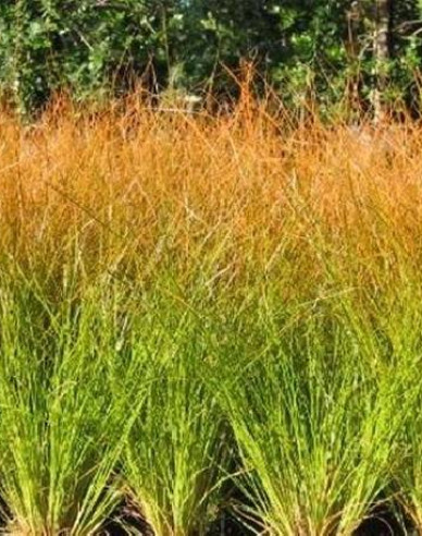 Carex ´Prairie Fire´