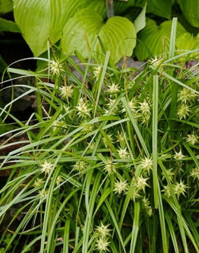 Carex  "Sedge Gray´s"