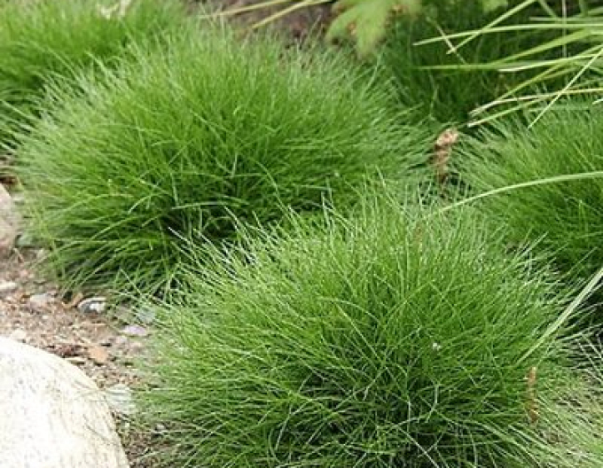 Festuca ursului
