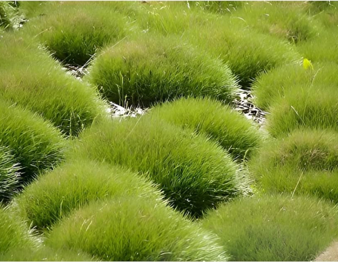 Festuca ursului