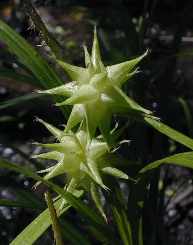 Carex  "Sedge Gray´s"