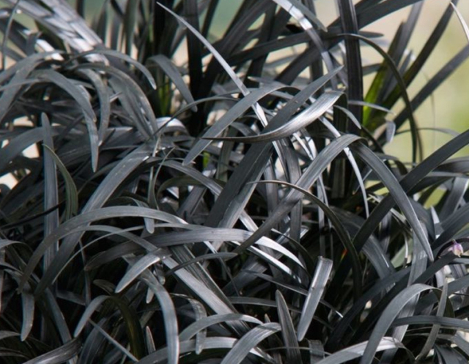 Ophiopogon planiscapus ´Niger´