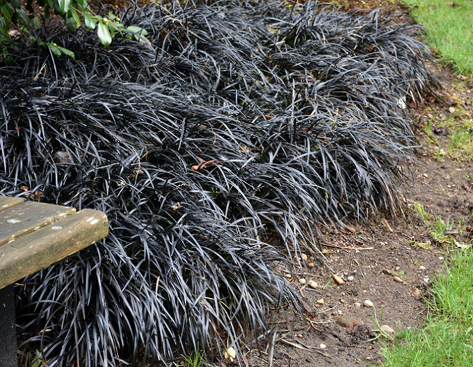 Ophiopogon planiscapus ´Niger´