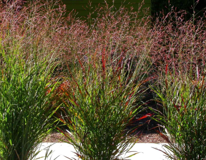 Meiul ornamental "Cardinal