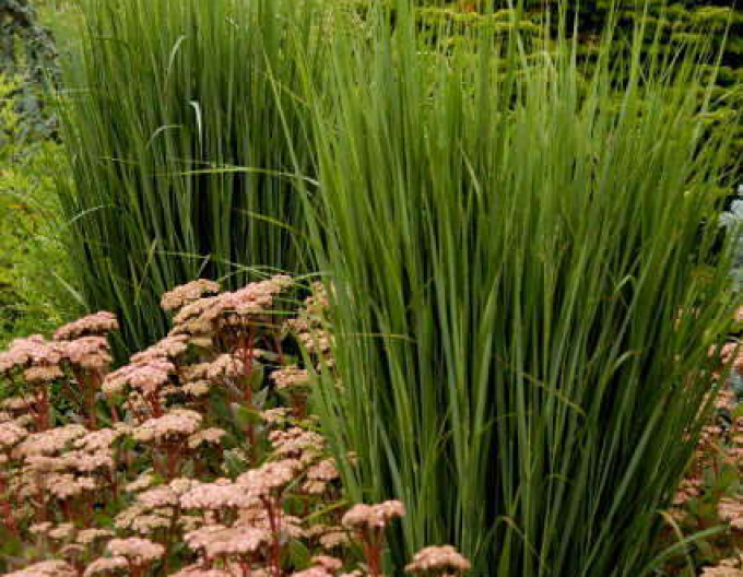 Meiul ornamental "Northwind