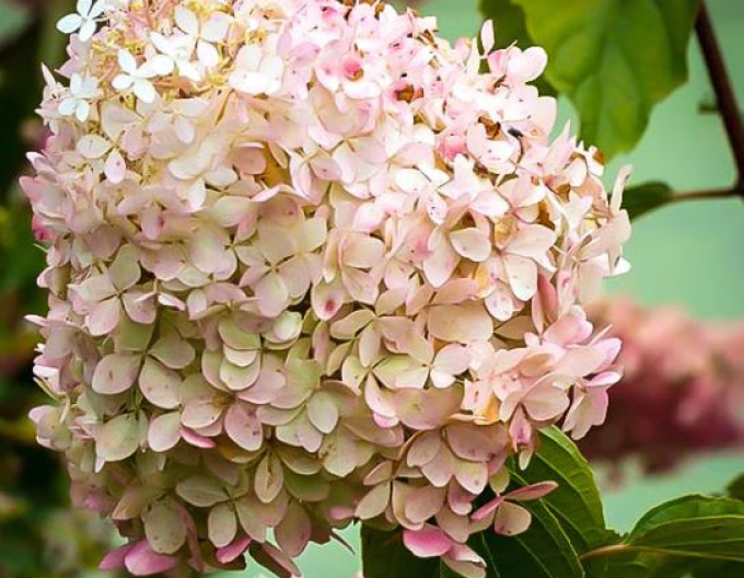 Hortensia "Phantom