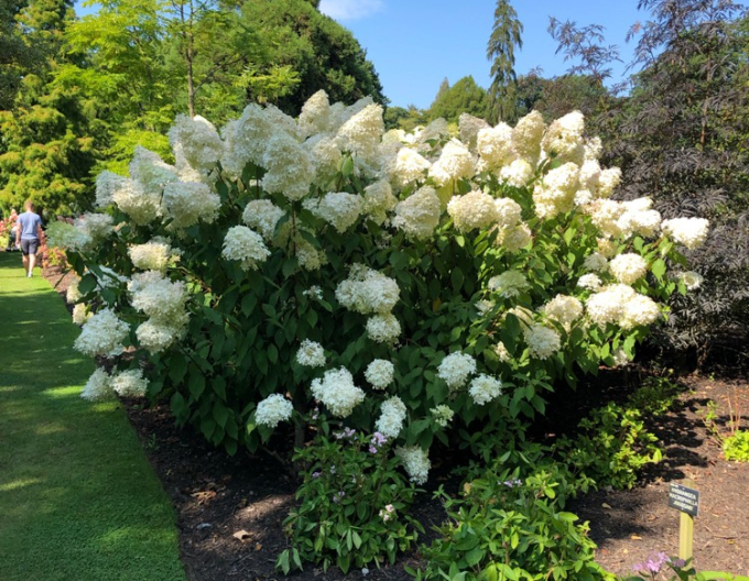 Hortensia "Phantom