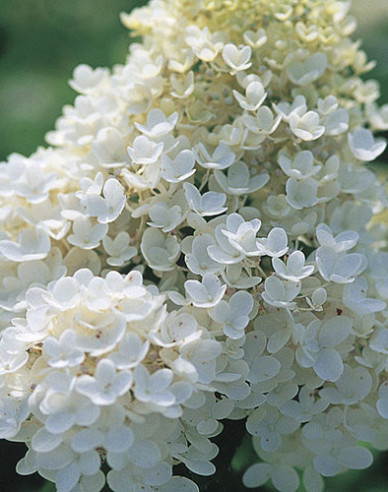 Hortensie paniculate Grandiflora