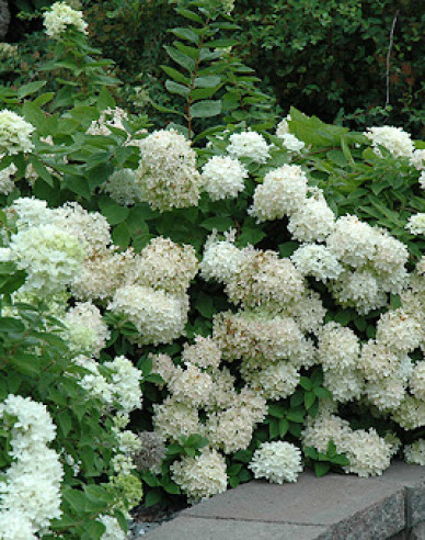 Hortensie paniculate Grandiflora