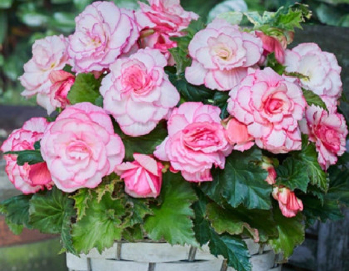 Begonia Picotee