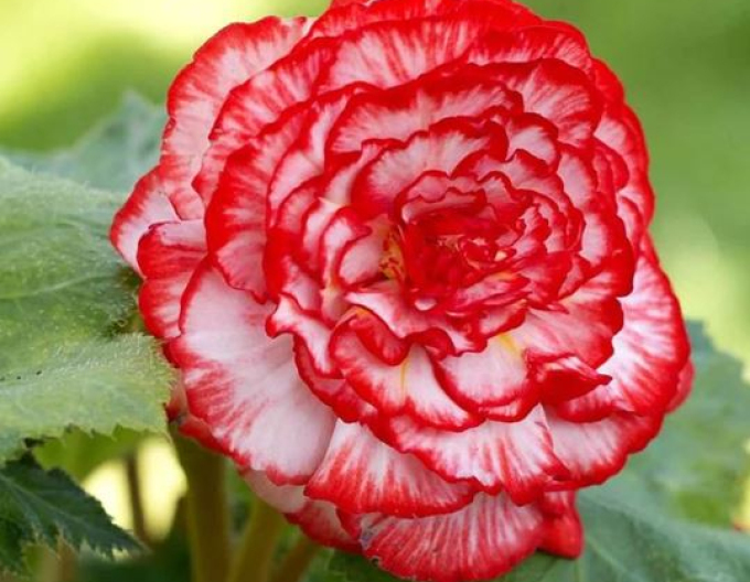 Begonia Marmorata