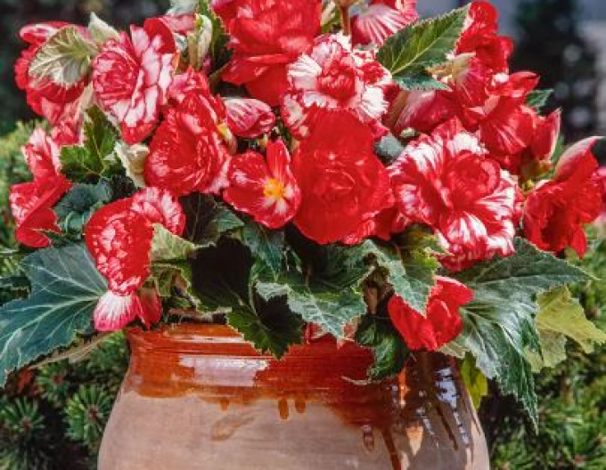Begonia Marmorata