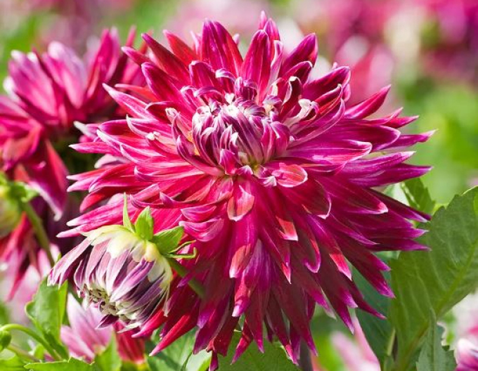 Dalia ´Vancouver´