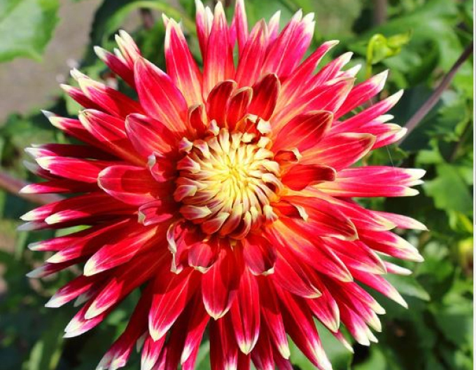 Dalia ´Akita´
