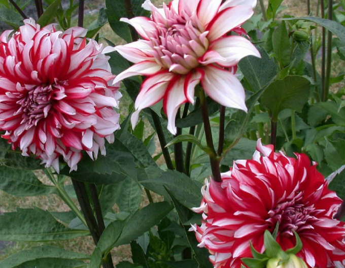 Dalia ´mos crăciun´