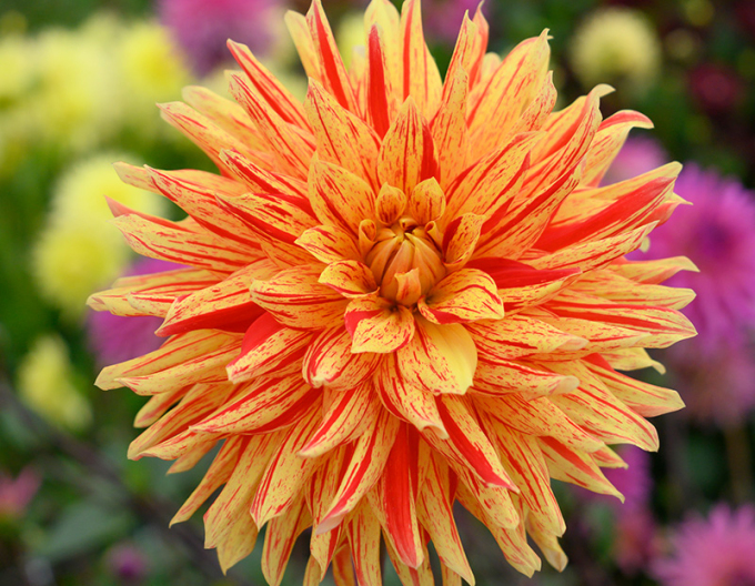 Dalia ´Striped Vulcan´