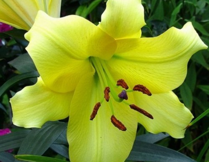 Crinul  oriental galben ´Pontiac´