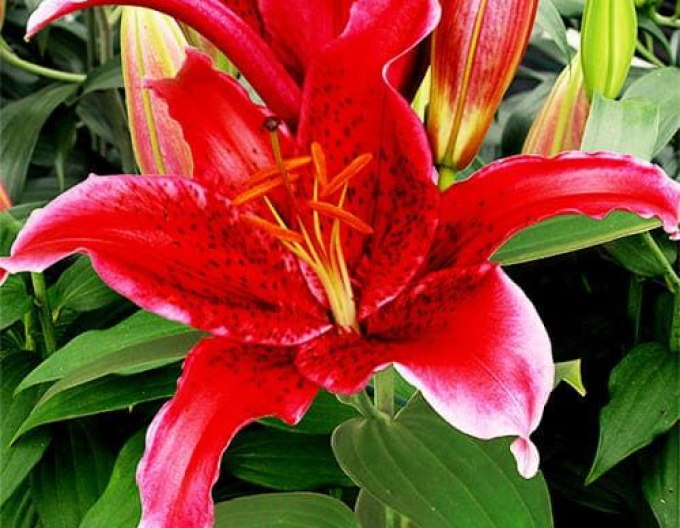 Crin oriental Red Flash