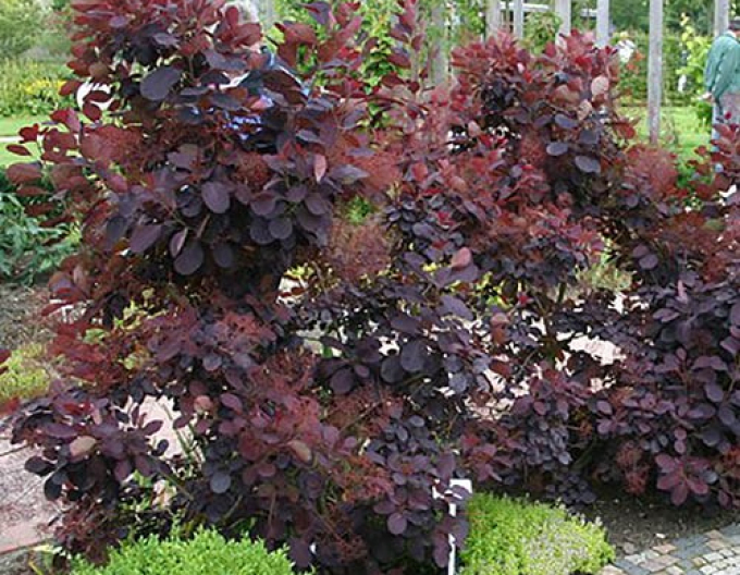 Scumpie păroasă Royal Purple 175 - 200cm