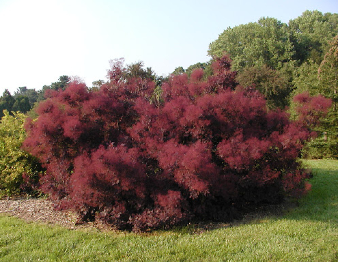 Scumpie păroasă Royal Purple 175 - 200cm