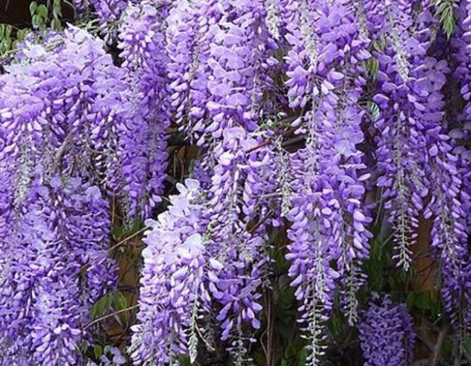 „Glicină„Wisteria chineză Prolific