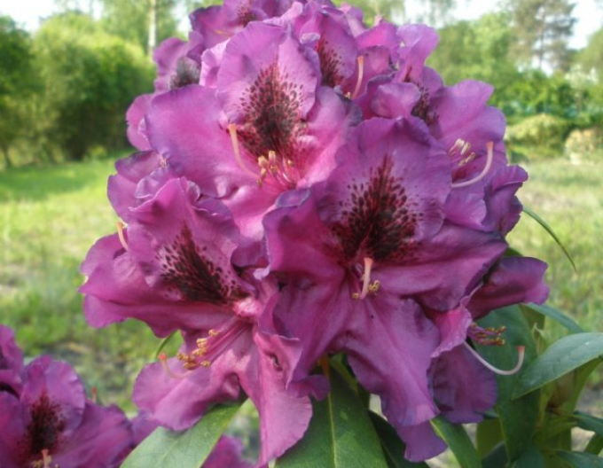 Rhododendron Purple Splendor