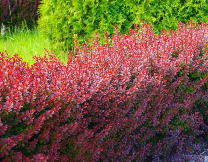 Drăcilă japoneză´Atropurpurea´
