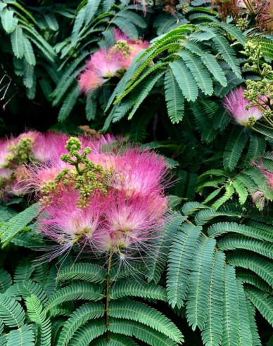 Albizia roz 125 - 150cm
