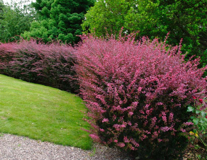 Drăcilă japoneză´Atropurpurea´