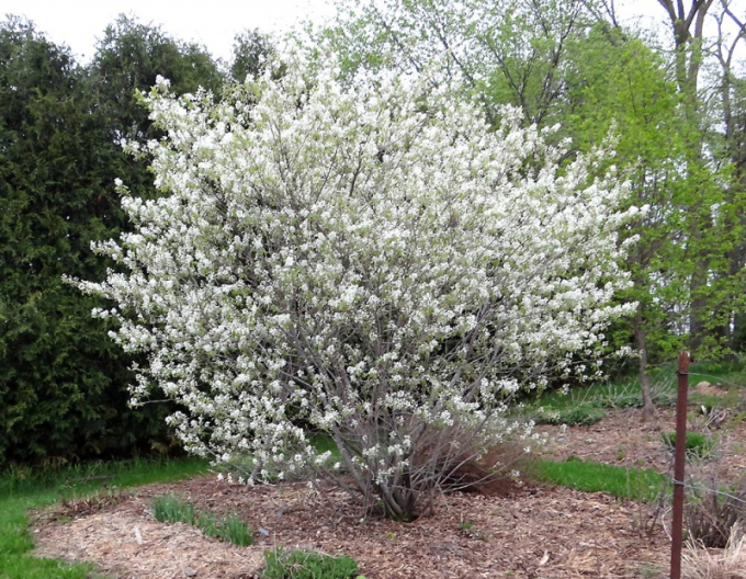 Afin Honeywood 175/200