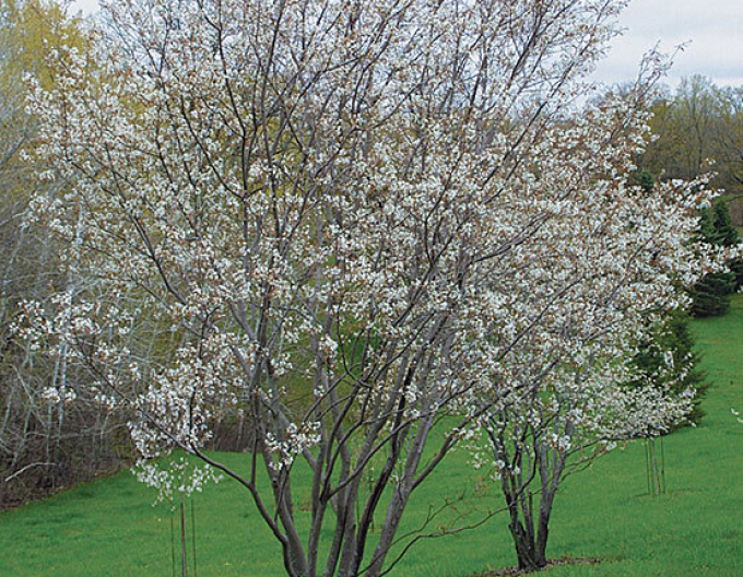Afin  Smoky 100/125cm