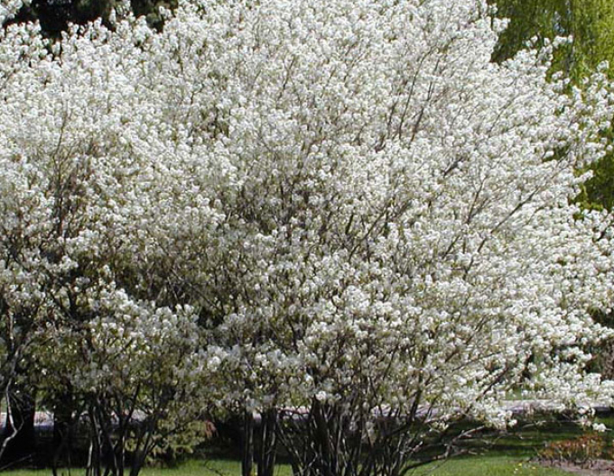 Arbore de stafide