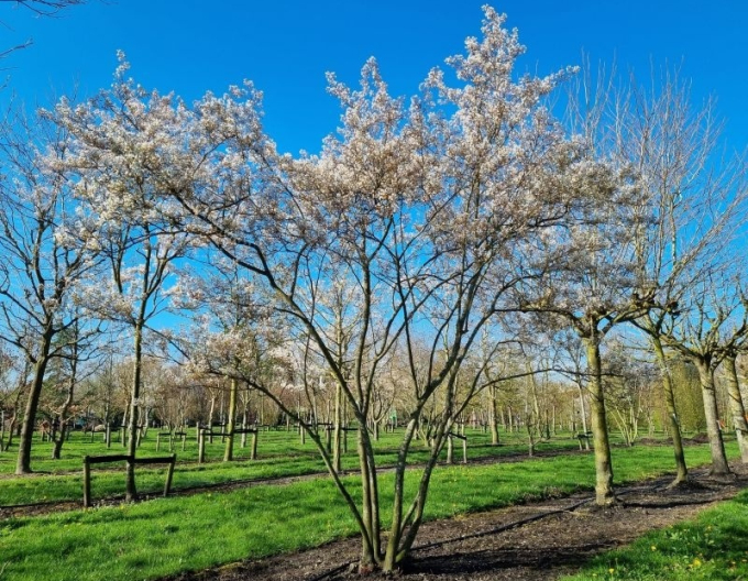 Arbore de stafide