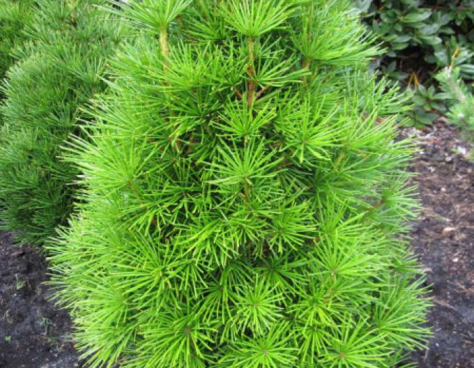 Pin umbrelă ´Grüne Kugel´