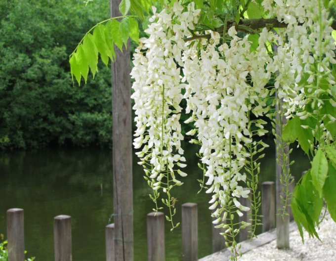 Wisteria chinezească ´Alba´ 175 - 200cm
