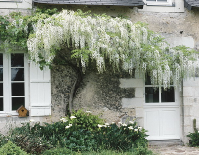Wisteria chinezească ´Alba´ 175 - 200cm