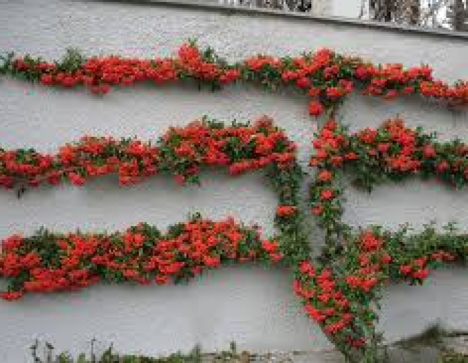 Păducel Scarlet