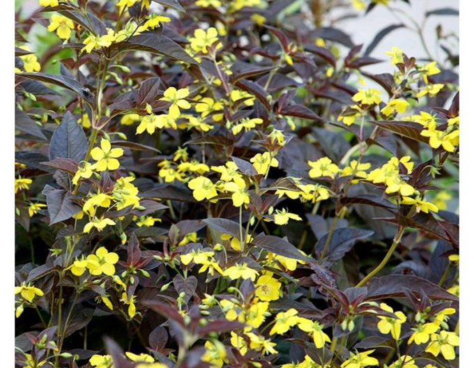 Loosestrife cu franjuri
