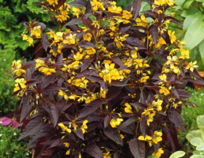 Loosestrife cu franjuri