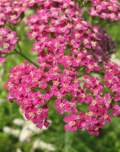 Buburuza comună ´Cerise Queen´