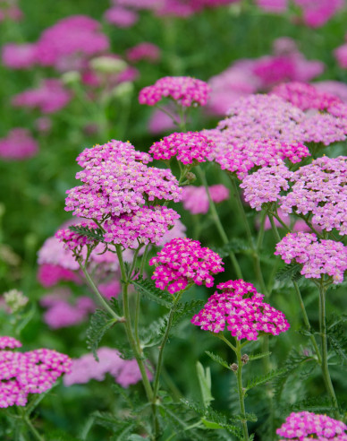 Buburuza comună ´Cerise Queen´