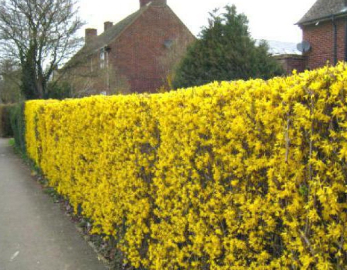 Forsythia x intermedia