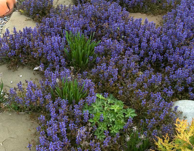 Ajuga reptans pitic