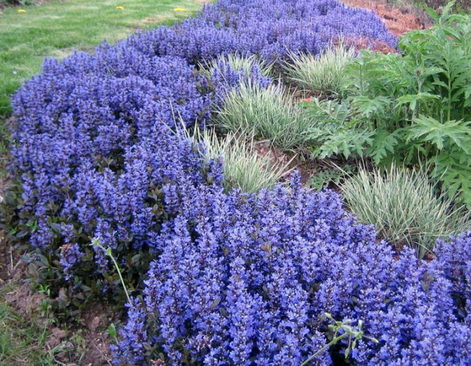 Ajuga reptans pitic