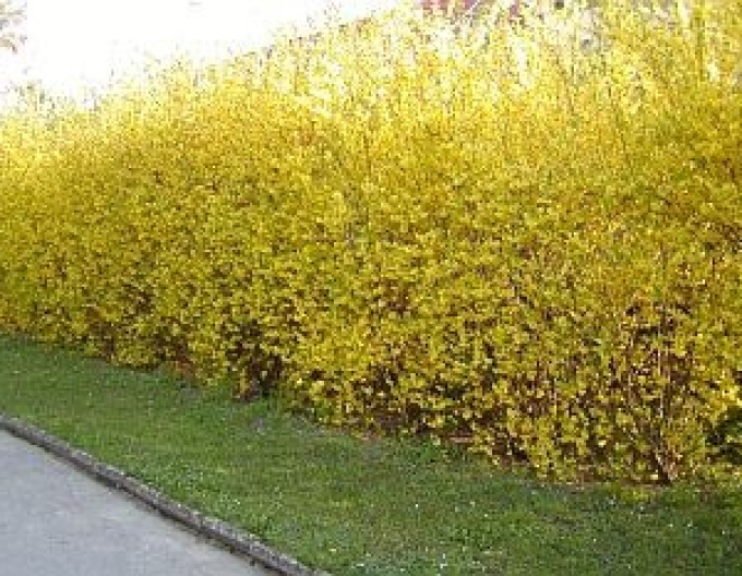 Forsythia x intermedia