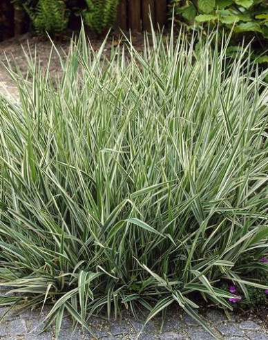 Phalaris arundinacea Picta