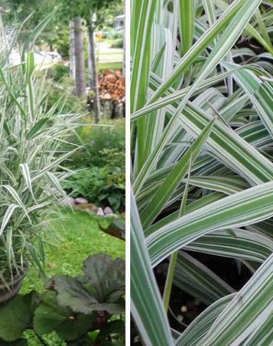 Phalaris arundinacea Picta